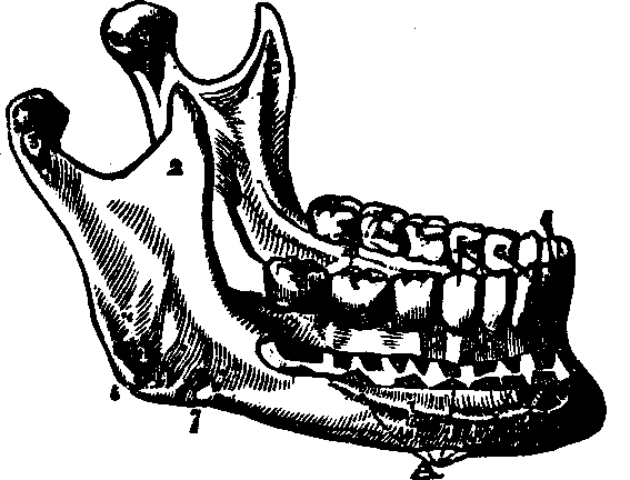 Illustration:
Fig. 26. A view of the lower jaw.