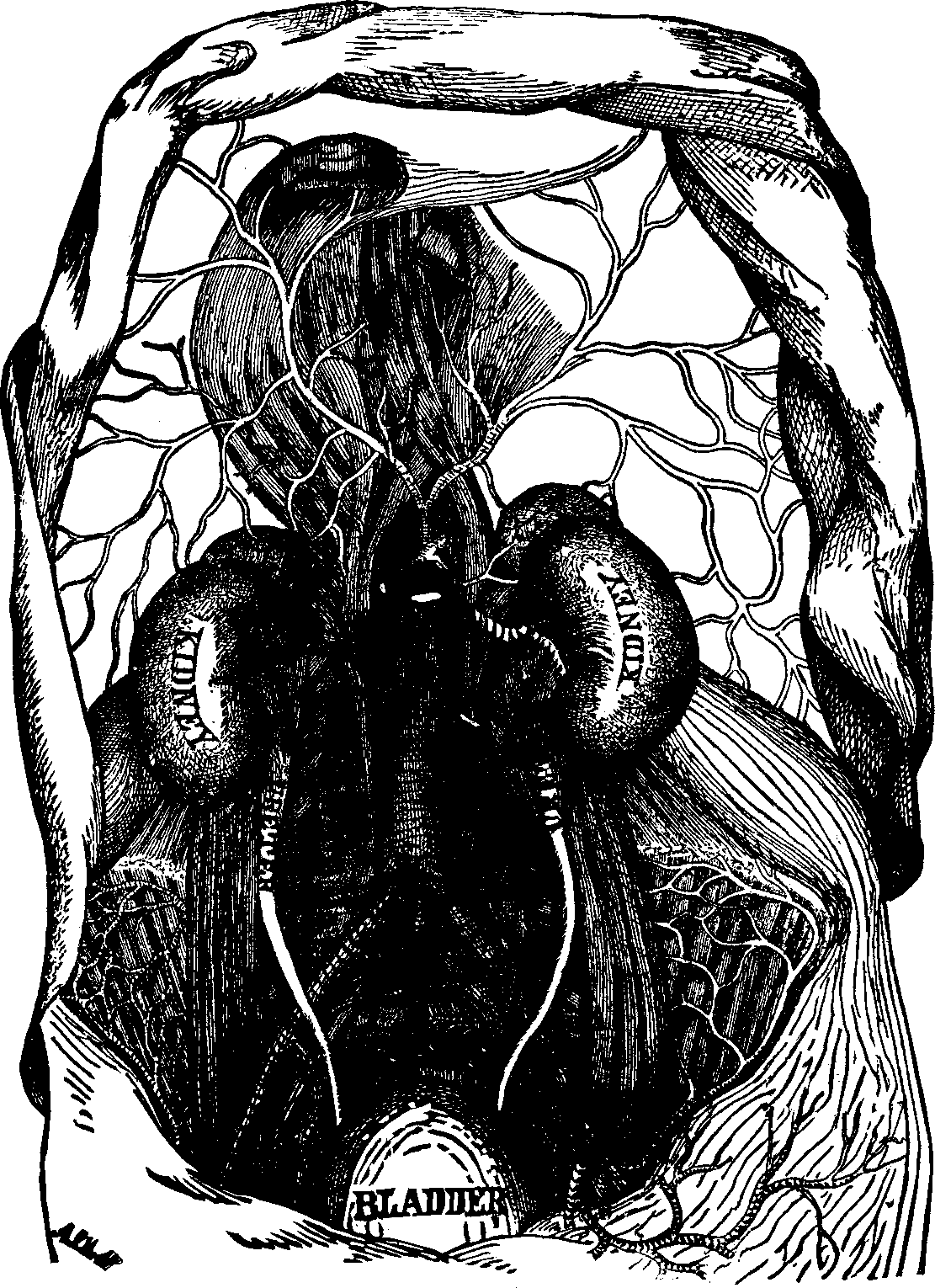 Illustration:
Fig. 53. View of the kidneys, ureters, and bladder.