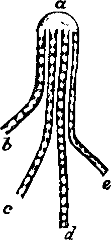 Illustration:
Fig. 55. Division of a nerve,