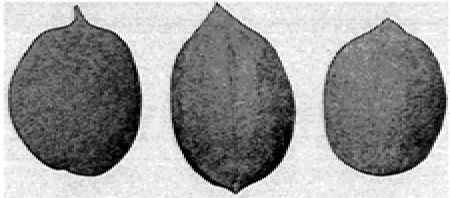Fig. 15. H. Minima and two of its hybrids, Westbrook and
Pooshee.