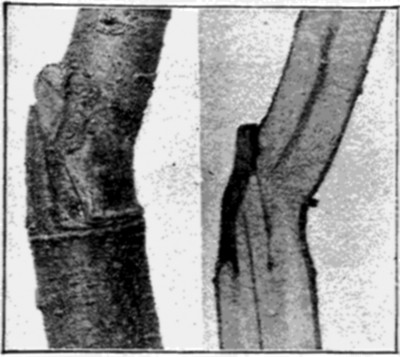 Fig. 27. External and Longitudinal Interior View of Bud
Union.