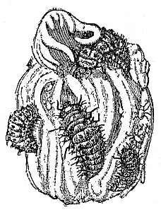 Larv&aelig; of Vedalia
eating White Scale