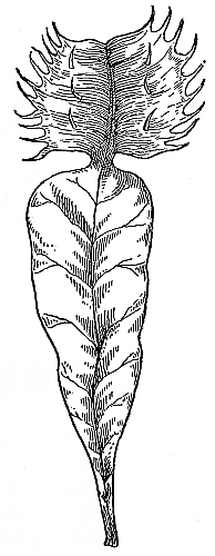 Venus' Fly Trap&mdash;Open
with a Welcome