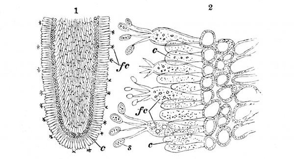 Fig. 27.

1, One of the gills or lamell of the mushroom slightly magnified,
showing the cells round the edge. c, Cells which do not bear
spores. fc, Fertile cells. 2, A piece of the edge of the same
powerfully magnified, showing how the spores s grow out of the
tip of the fertile cells fc.